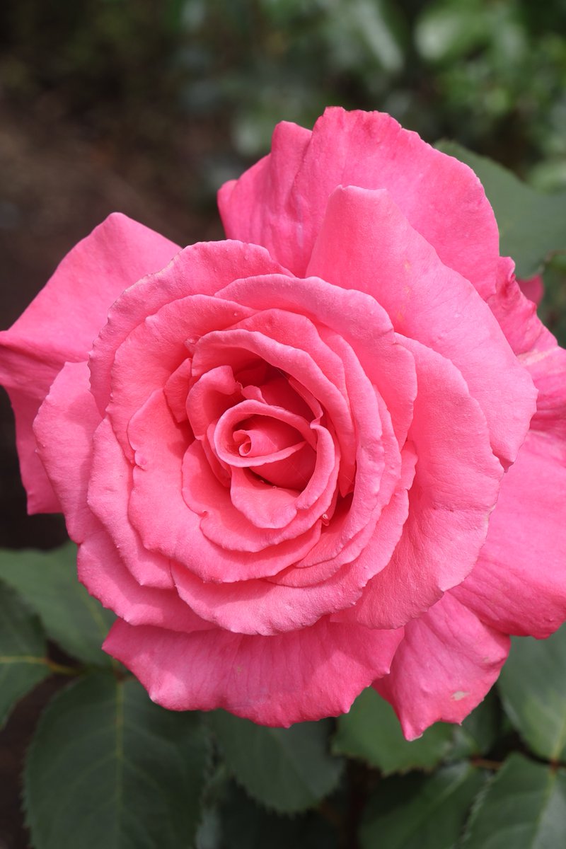 gontanokoneroku's tweet image. Rose 😘

#Flowers #Rose