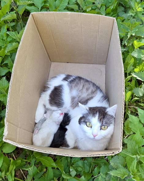 yolanda schultes tweet media