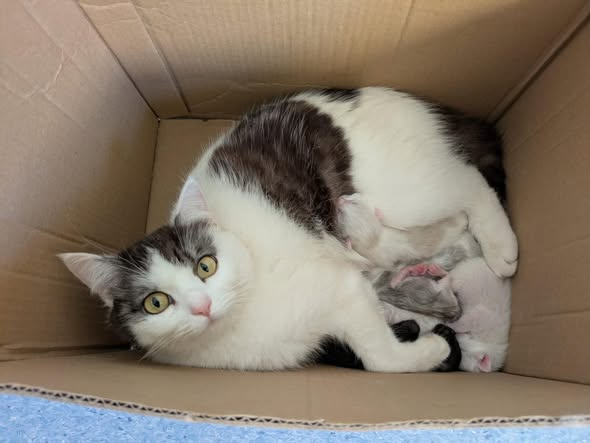 yolanda schultes tweet media