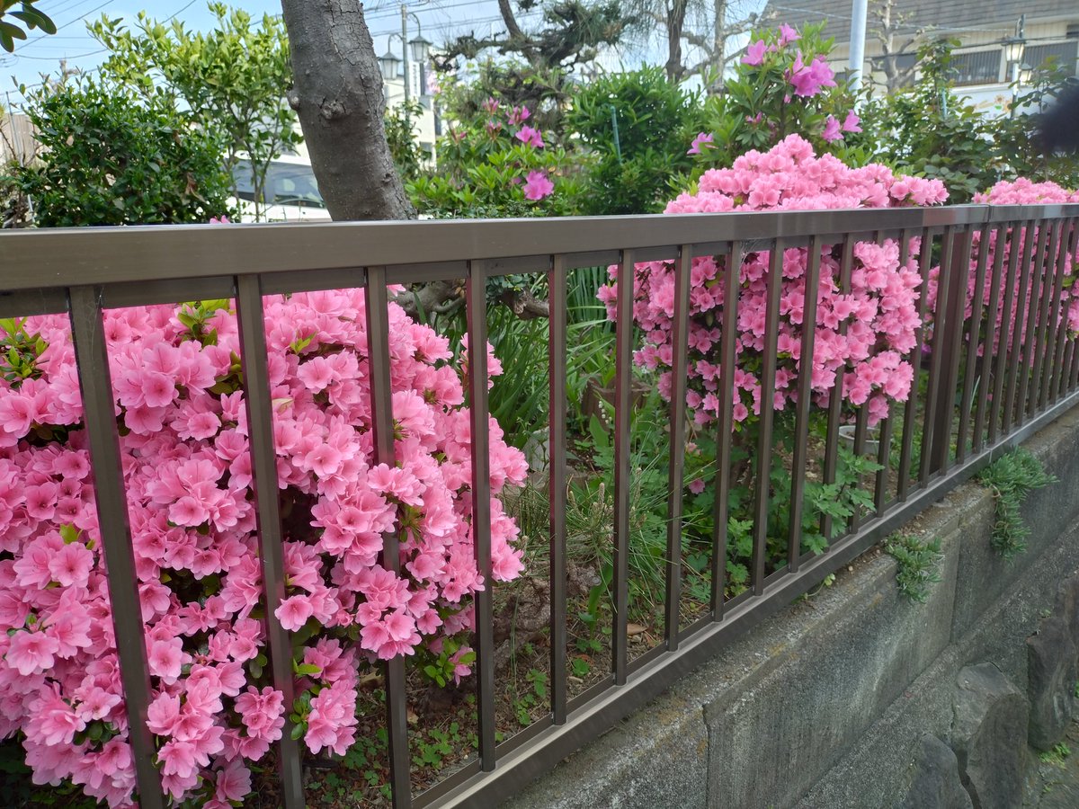 enbaibo_02's tweet photo. 今晩は🌇
FFの皆さま今週もお疲れさまでした🍀
来週も宜しくお願いします(._.)
　今日はお昼過ぎ迄仕事
　買い物がてら只今帰宅
　これからお風呂🛀

　帰路の途中🌼ﾊﾟｼｬﾘ📸
　
　3日ぶりのPost

それでは皆さま素敵な週末をお過ごし下さい🎵🤗

#繋がりに感謝　#不定期Post https://t.co/qiI3Vnlmec