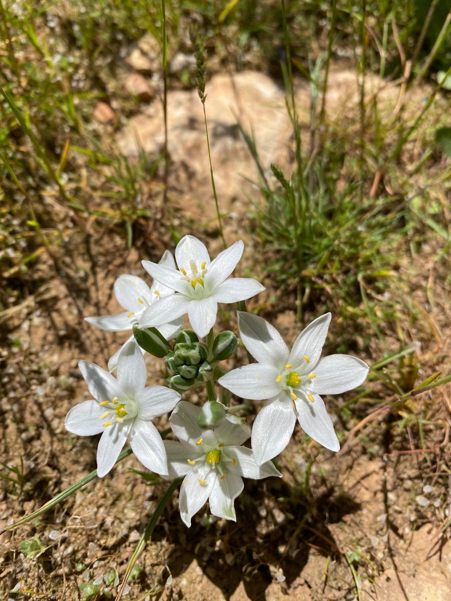 Ssevim44's tweet photo. Baharın uyanışı 🌼 https://t.co/WnhB9IiuOq