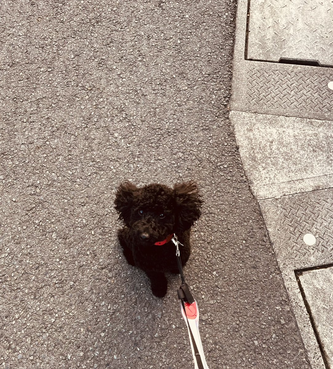 今日の黒プー✨