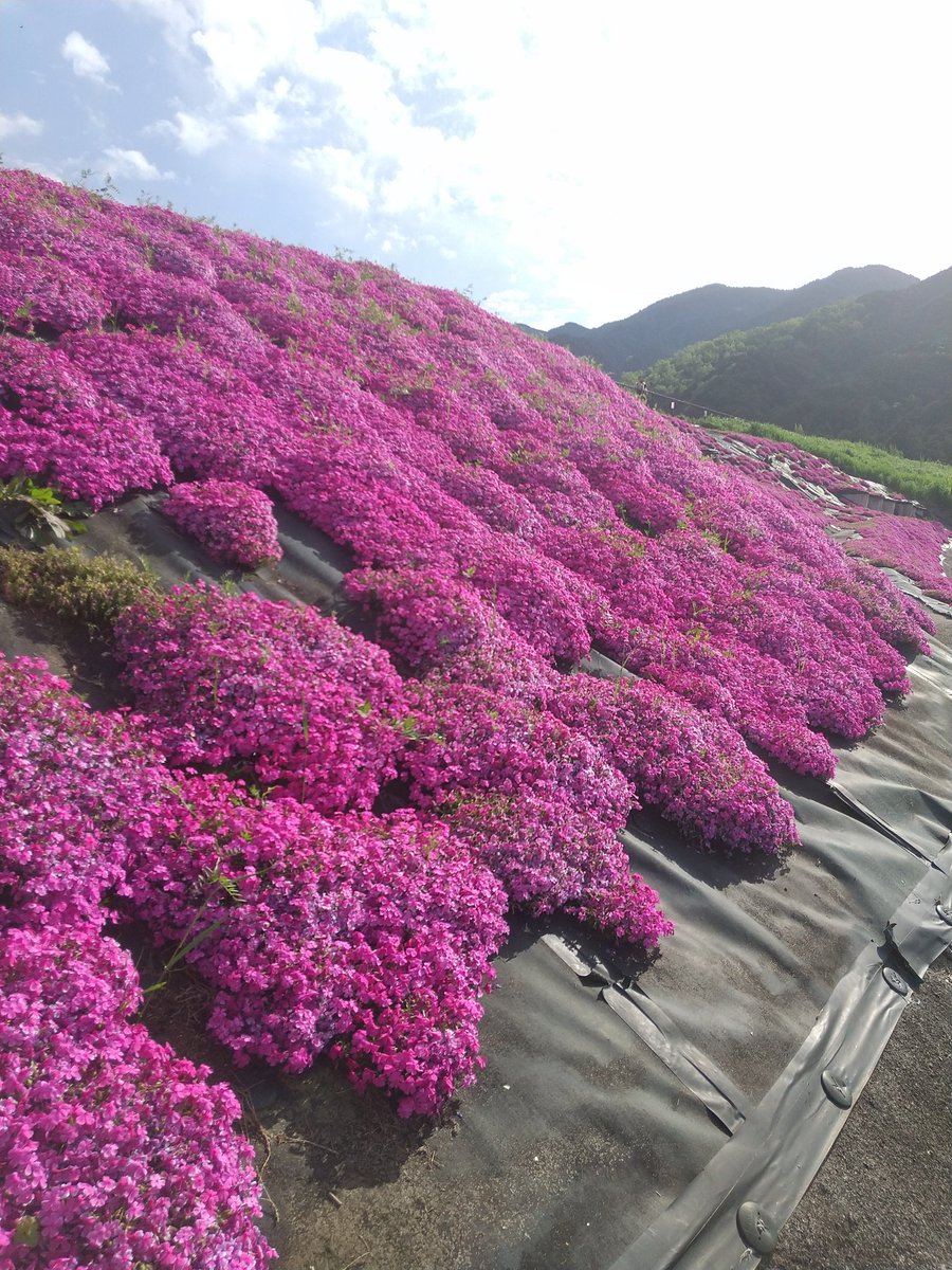 okumoman's tweet photo. 葛城市
本日、葛城市芝桜まつりへ✨
きれいだった🌸

#葛城市芝桜まつり
#葛城市
#奈良県
#芝桜 https://t.co/qKwiVRpeW7