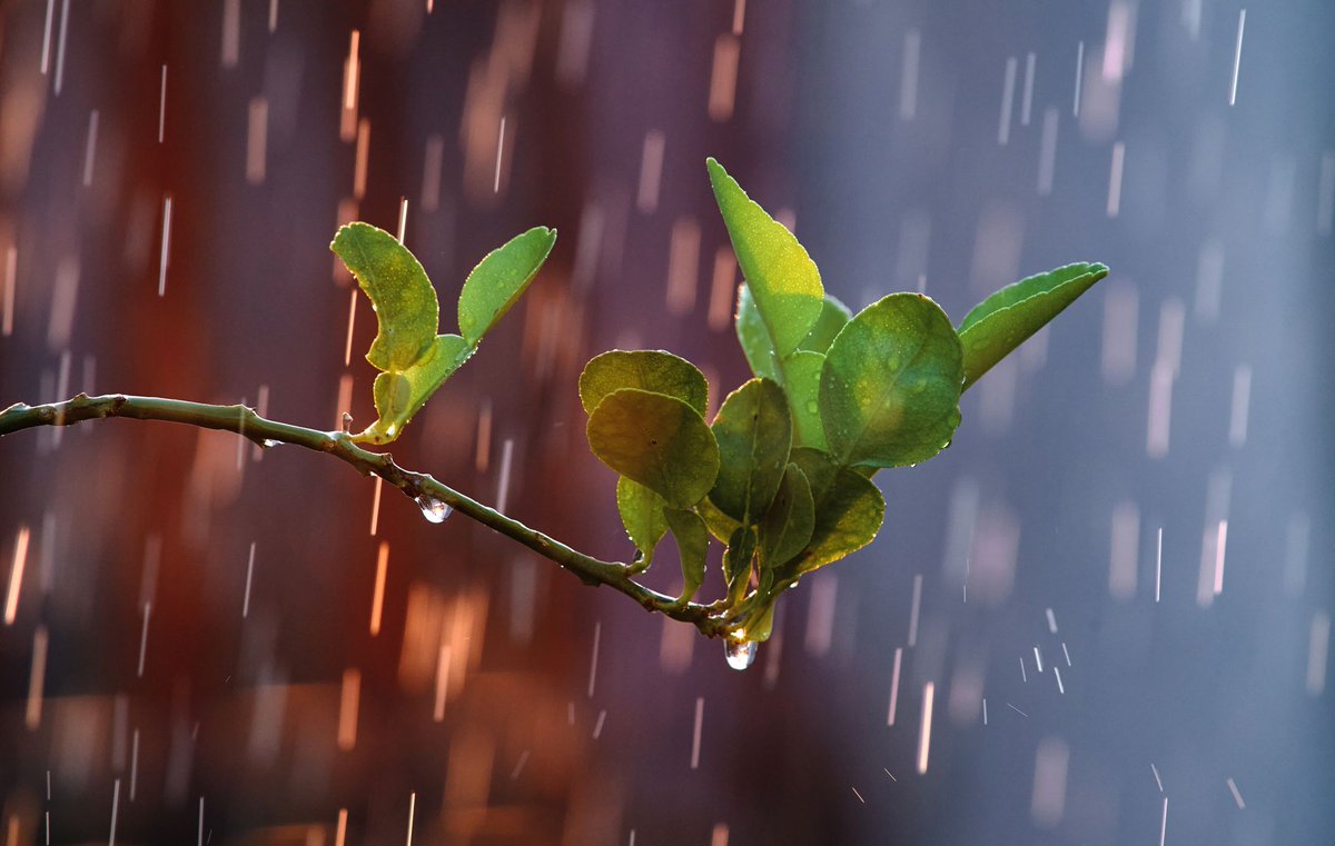 LeopoldoFalcon's tweet image. ¡Sorpresa! Las semillas "sienten" la lluvia, germinan más rápido. 🤯 #Ciencia #Naturaleza #Innovación leopoldofalcon.short.gy/mUKZl0