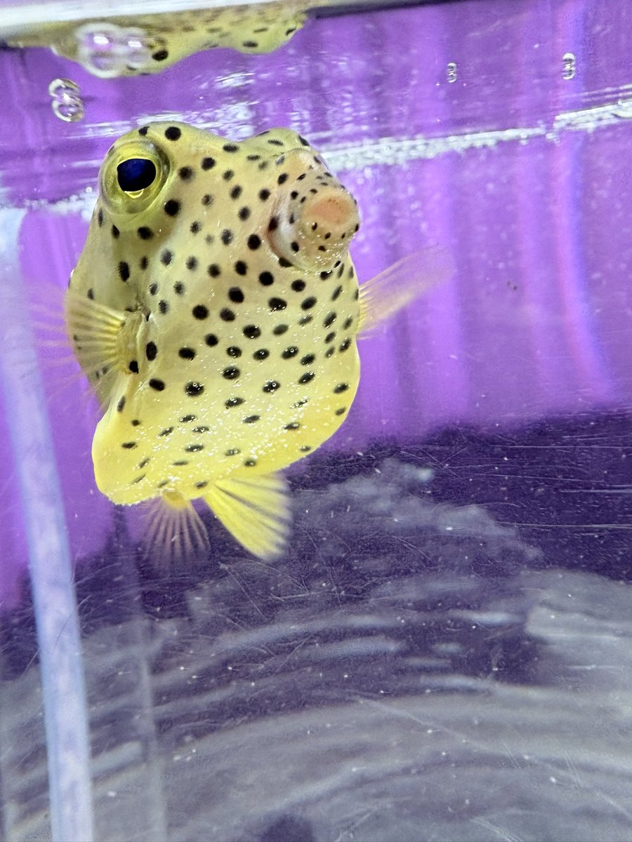 hasuki0425's tweet photo. 行きたかったニフレル行ったよ！
めっちゃ色んな生き物がいて見てて飽きなかった〜！
やっぱホワイトタイガーめっちゃかっこいい！
天気も良かったしいい日に行けたな〜 https://t.co/RE2E8GNvRs