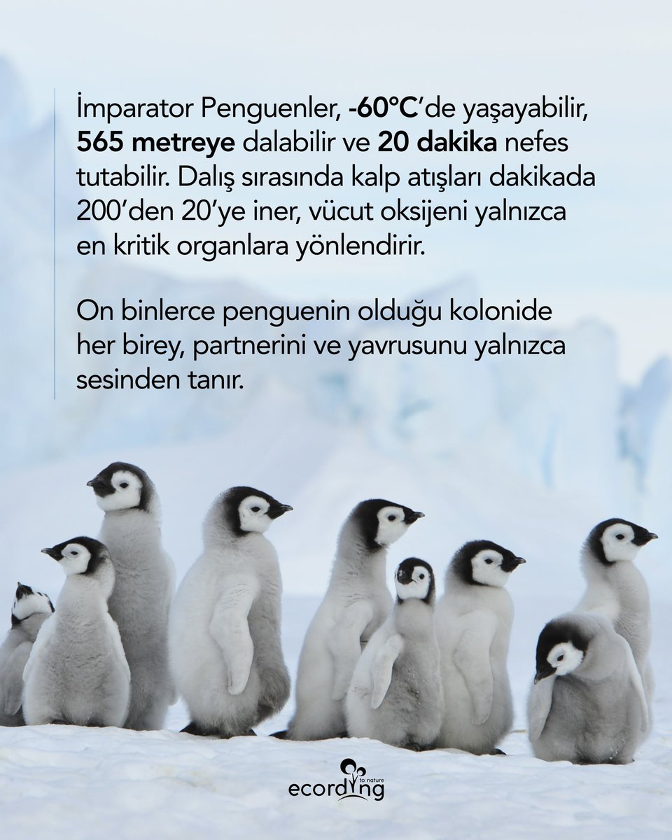 ecording | B Corp™ tweet media