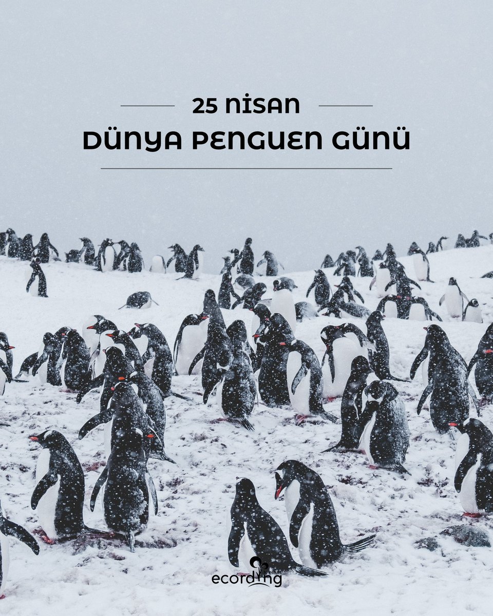 ecording | B Corp™ tweet media