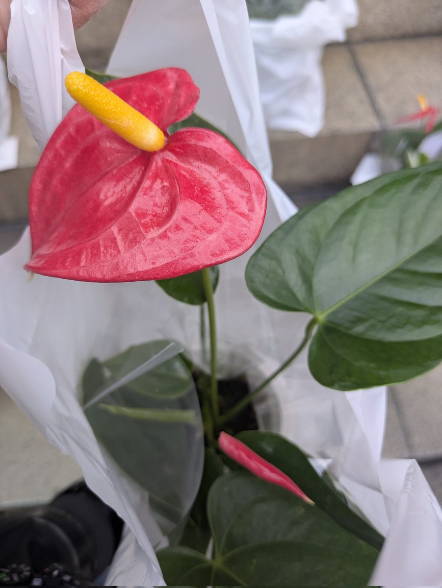 すのぉ❄𝒮𝒩𝒪𝒲📷🎺🎷🎻🎶 tweet media