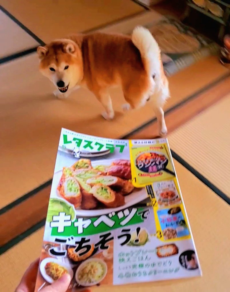 犬山スケッチ tweet media