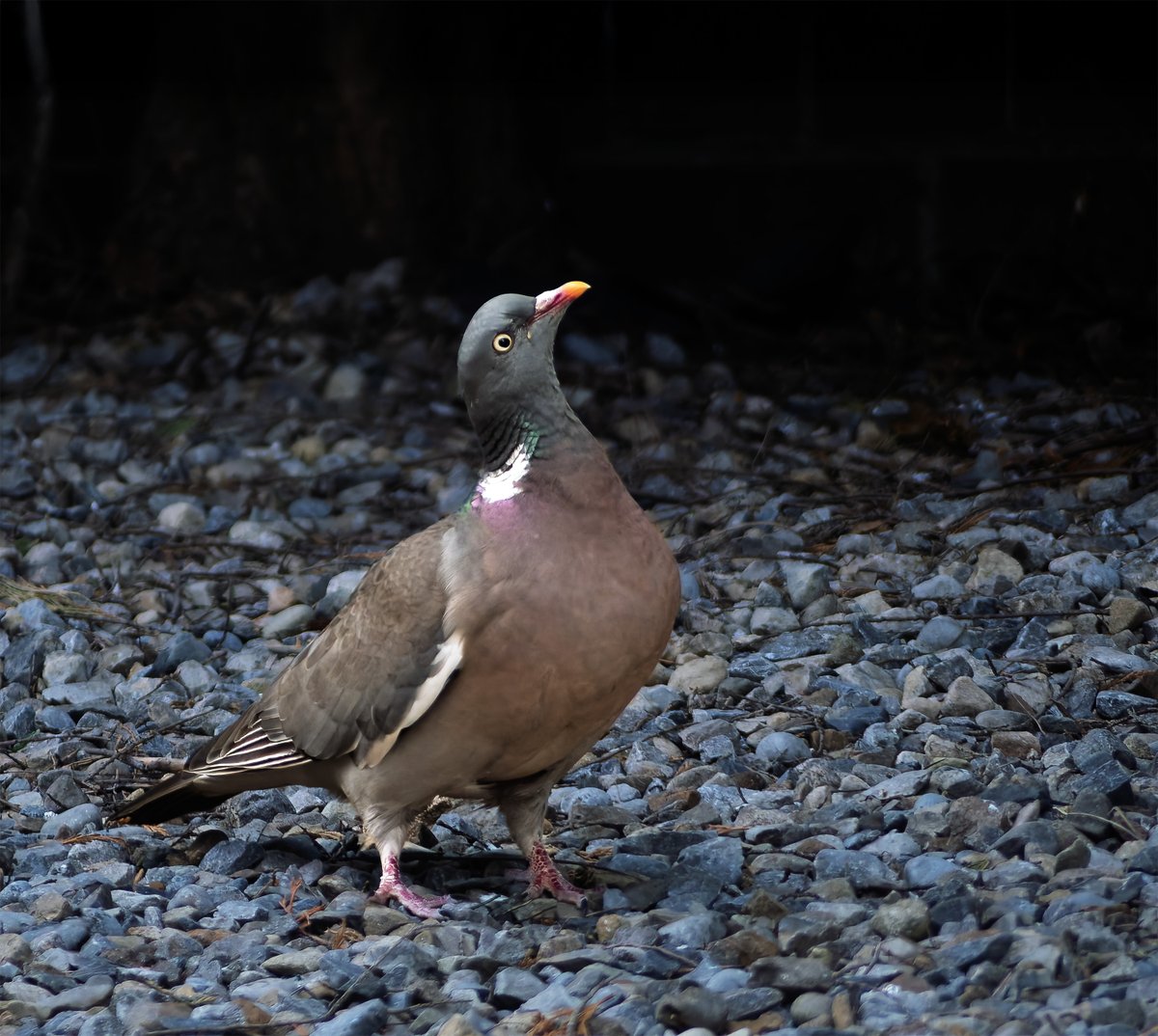 DailyPicTheme2's tweet image. Sunday, 26th April

Today's Daily Picture Theme is 'Visitor'

Reply or RT with your OWN photo

Tomorrow's theme will be 'Wabi-Sabi'

#DailyPictureTheme

The wood pigeon, always a welcome visitor to our garden!
