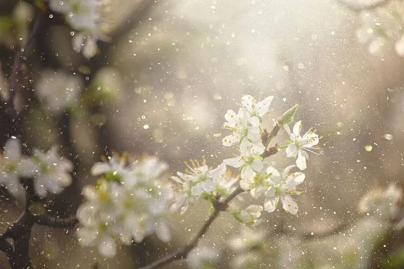Tiredearth's tweet image. Seasonal Allergies: A Growing Public Health Challenge Fueled by Climate Breakdown

#TiredEarth #Allergies
🔗tiredearth.com/news/seasonal-…