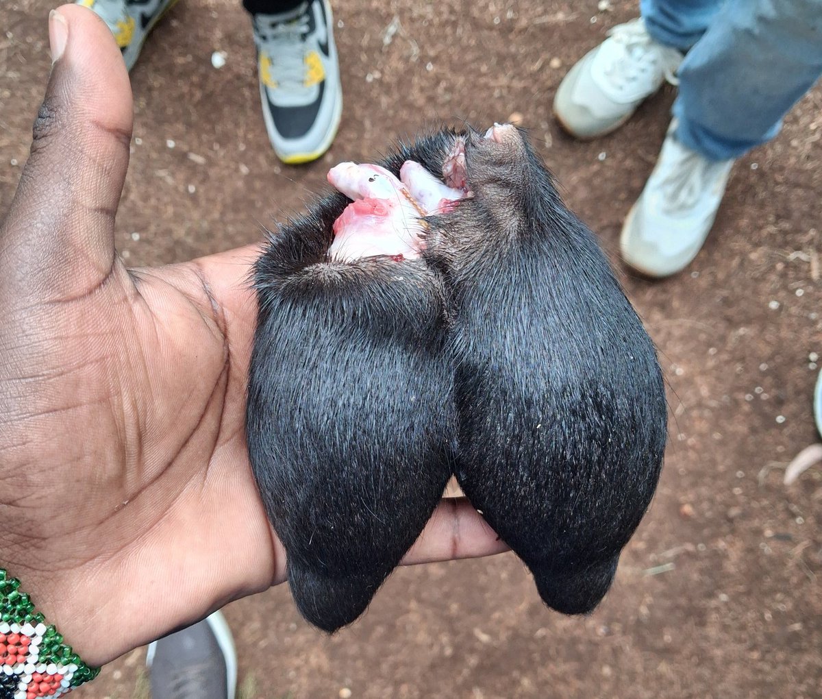 not_Dante™🇰🇪 tweet media