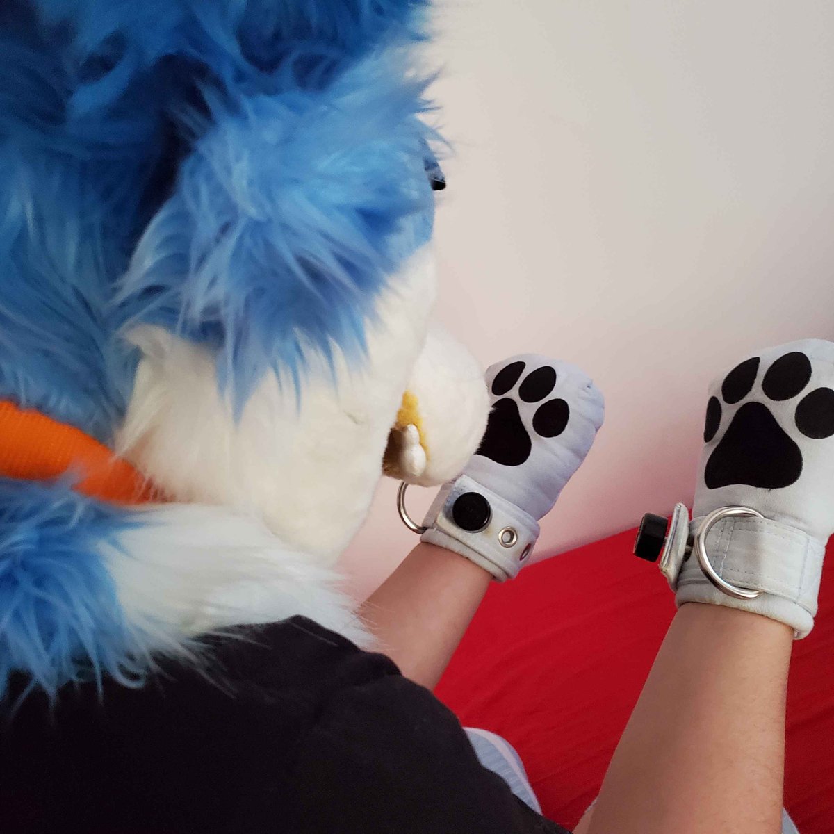 kuroGraw's tweet photo. undercover 👅😶‍🌫️...
#furrynsfw #furrykinky #mittens https://t.co/kgPTpPLo75