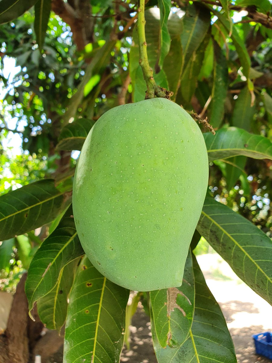 Chiragkapuriya's tweet image. 🥭The wait is over! 🥭
Now accepting advance orders for Kesar Mangoes from our own farm in Gir.
DM to enquire. RT &amp;amp; spread the word✌️
#KesarMango #MangoFarm #Mango