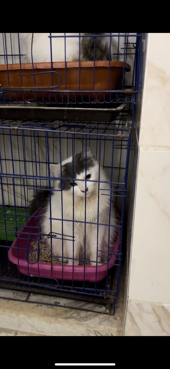 القطة دي معروضة للتبني، هي بجد لطيفة اوي وبتحب الناس ومش بتخربش ومعندهاش صوت (بتقول مياو بس on silent mode)
Please retweet 👀