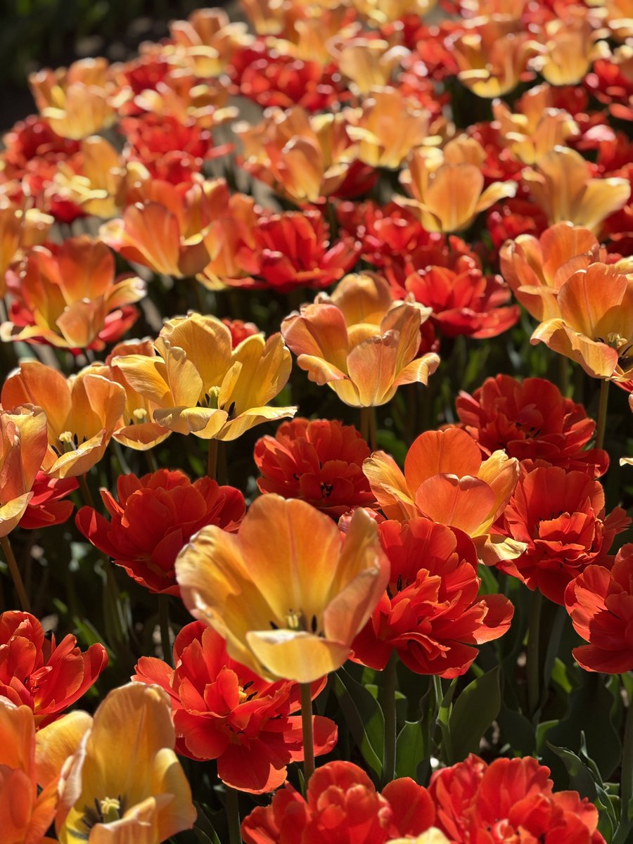 コイデ ヨシロウ tweet media