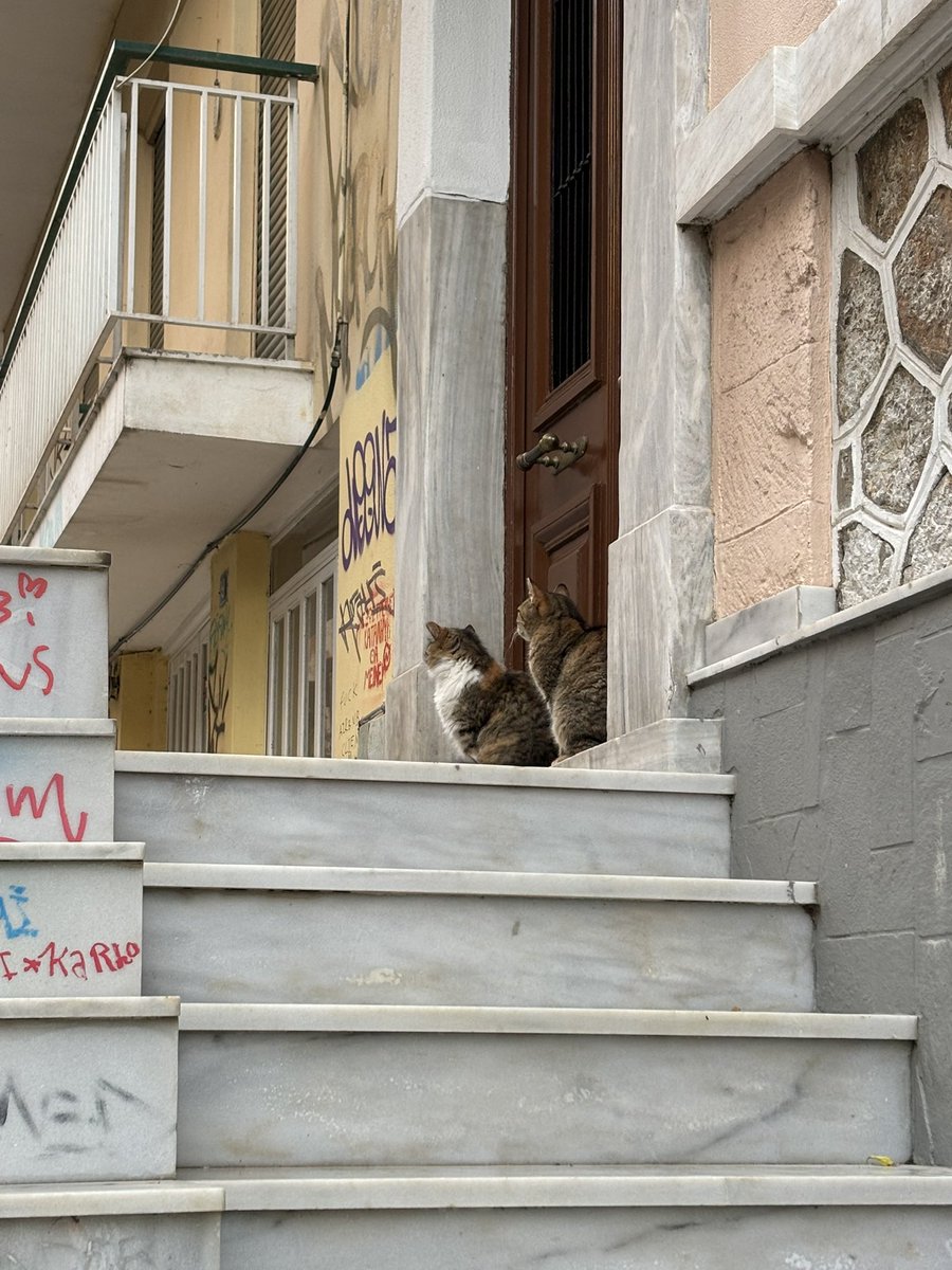 spareraw's tweet photo. Chats d’Athènes https://t.co/dAyxpOxoy6