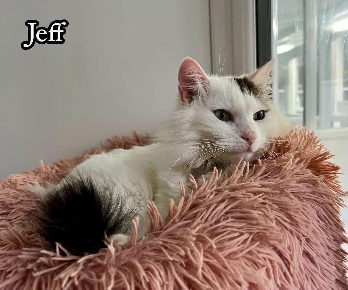 newstartcats1's tweet image. Happy #Caturday everyone 😻🐾🤗

Today we’ve got :

9 viewing appointments 👀🐾 mostly looking for indoor cats &amp;amp; no collections this week.

4 admissions 📝

Today is all about finding homes for these indoor boys, Mr Ginge, Jeff, George &amp;amp; Panther 

#HomingDay #AdoptDontShop 😻🐾💜