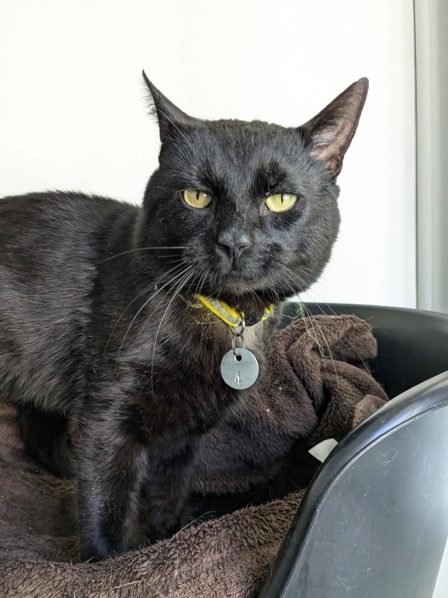 newstartcats1's tweet image. Happy #Caturday everyone 😻🐾🤗

Today we’ve got :

9 viewing appointments 👀🐾 mostly looking for indoor cats &amp;amp; no collections this week.

4 admissions 📝

Today is all about finding homes for these indoor boys, Mr Ginge, Jeff, George &amp;amp; Panther 

#HomingDay #AdoptDontShop 😻🐾💜