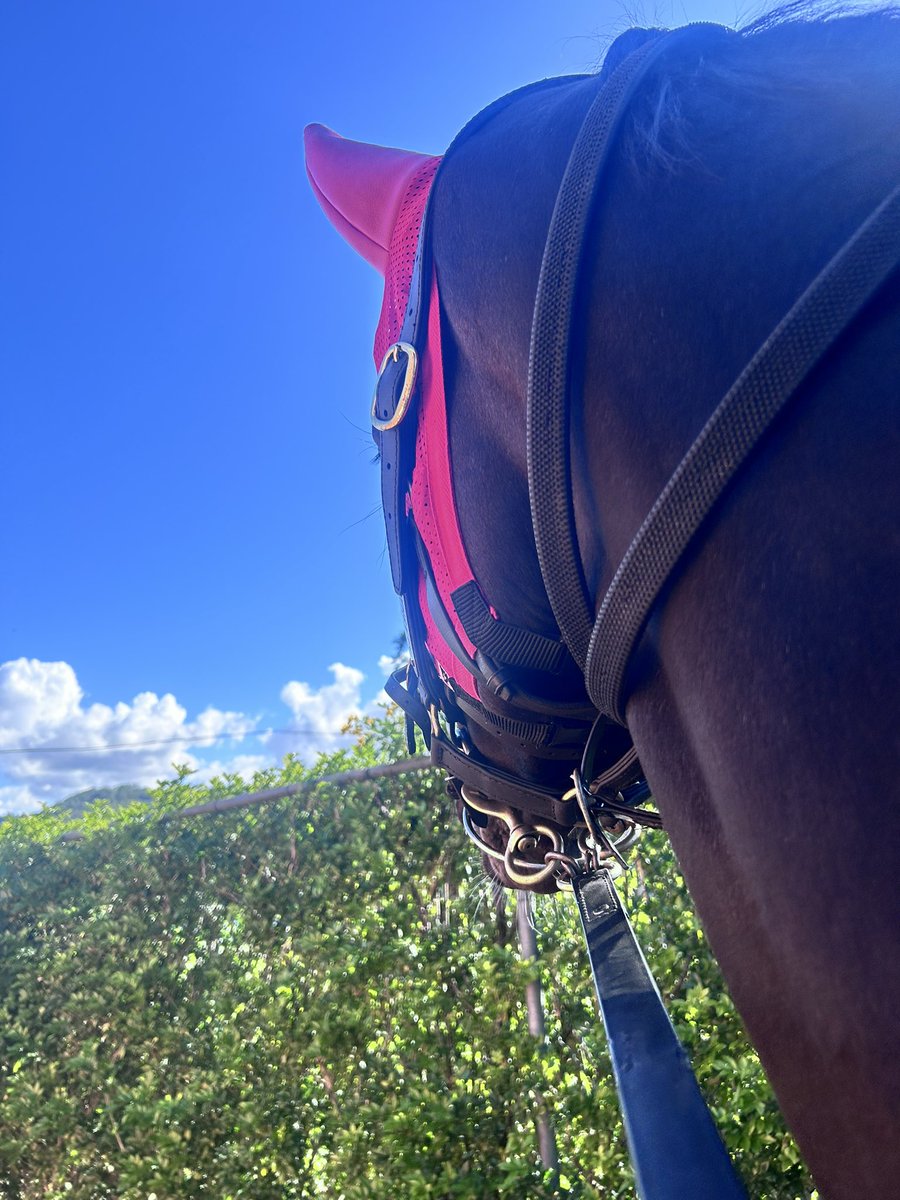 lainie_york's tweet image. Exactly one year ago today I drove back from Melbourne to start a new job and rejoin my passion for horse racing 🏇… I got to represent my stable today on my own and I’m allowed to say #kudos
