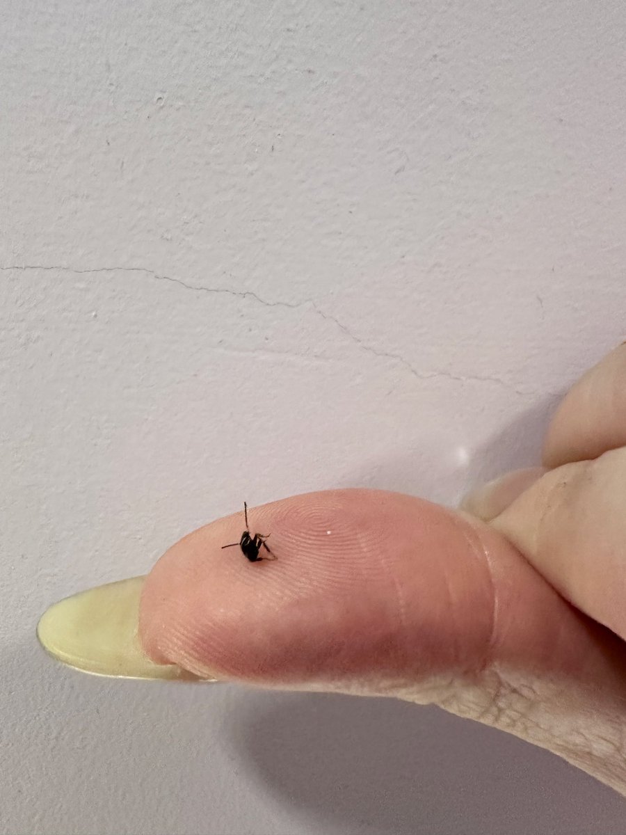 昨天抓到的新朋友 小蟑同學
我讓他跟大家打打招呼