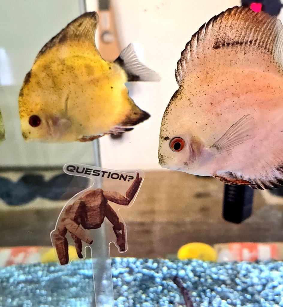 시니🍀 tweet media