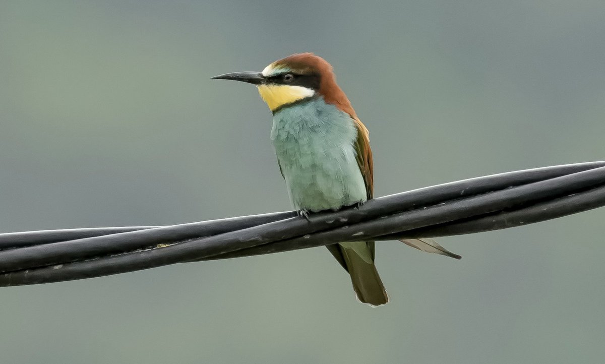 jmpicasprat's tweet photo. #abellerol #meropsapiaster #abejaruco #casserres #berguedà #ocells #ocellsdecatalunya #birds #ocellsdavui https://t.co/gXERDhV8Fe