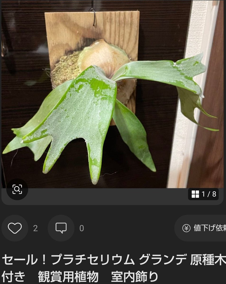 まんぷく堂/動植鉱アカ tweet media