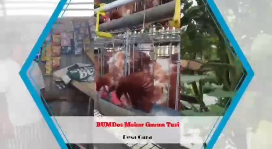 HParahyangan's tweet photo. BUMDesa Desa Gara, Satarmese, Manggarai menetapkan 3 jenis Ketapang, Holtikultura, Produksi Tempe, Ayam Petelur u/ meningkatkan Pendapatan Rakyat. 
@YandriSusanto
@KemensetnegRI
#KementerianDesaPDT
#BPSDMKementerianDesaPDT
#BUMDesaDorongUsahaPetani
#DesaGaraSatarmeseDukungBUMDesa https://t.co/PuCY1ovvIv