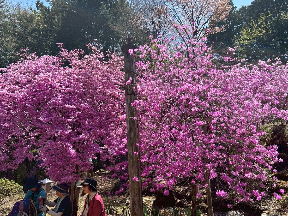 poolo_climbing's tweet photo. ⛰️4/11高水三山活動報告⛰️

7人で奥多摩の高水三山に登ってきました！

POOLO登山部参加が【初めて or 2回以下】に絞った初回デーでした🙌

初めましての状態から始まりましたが、時間が経つにつれて打ち解けて、次はこの山に行きたいみたいな話もしたりと雰囲気がいい山行でした🌈 https://t.co/whwm9USksa