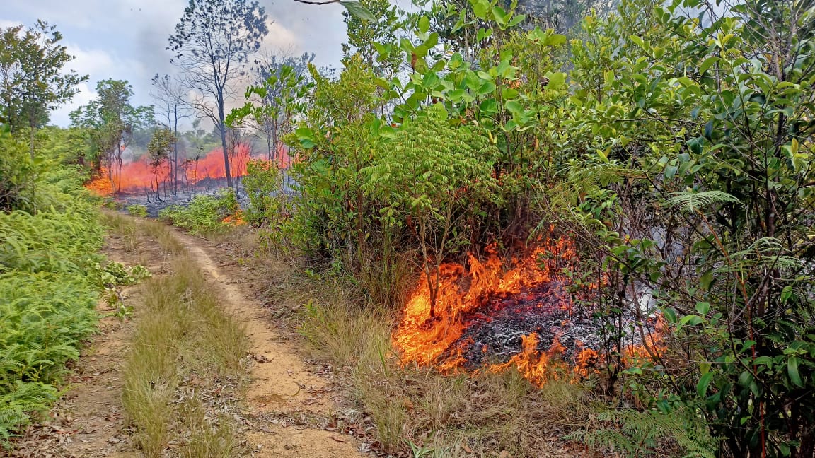 Kebakaran hutan tepi2 jln begini di daerah aku sdh biasa banget ,org lewat jg bodo amat 😄 

kadang sampe malam , ada aja titik api yg nyala karena cuaca panas