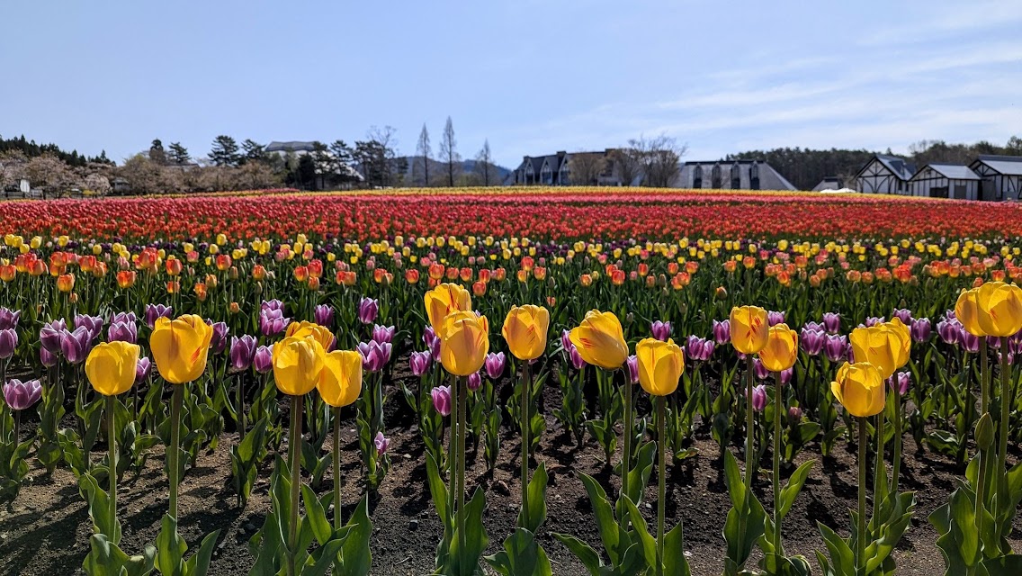 Asalad901's tweet photo. ひるがの高原。チューリップ綺麗 https://t.co/jpFRSP69AJ