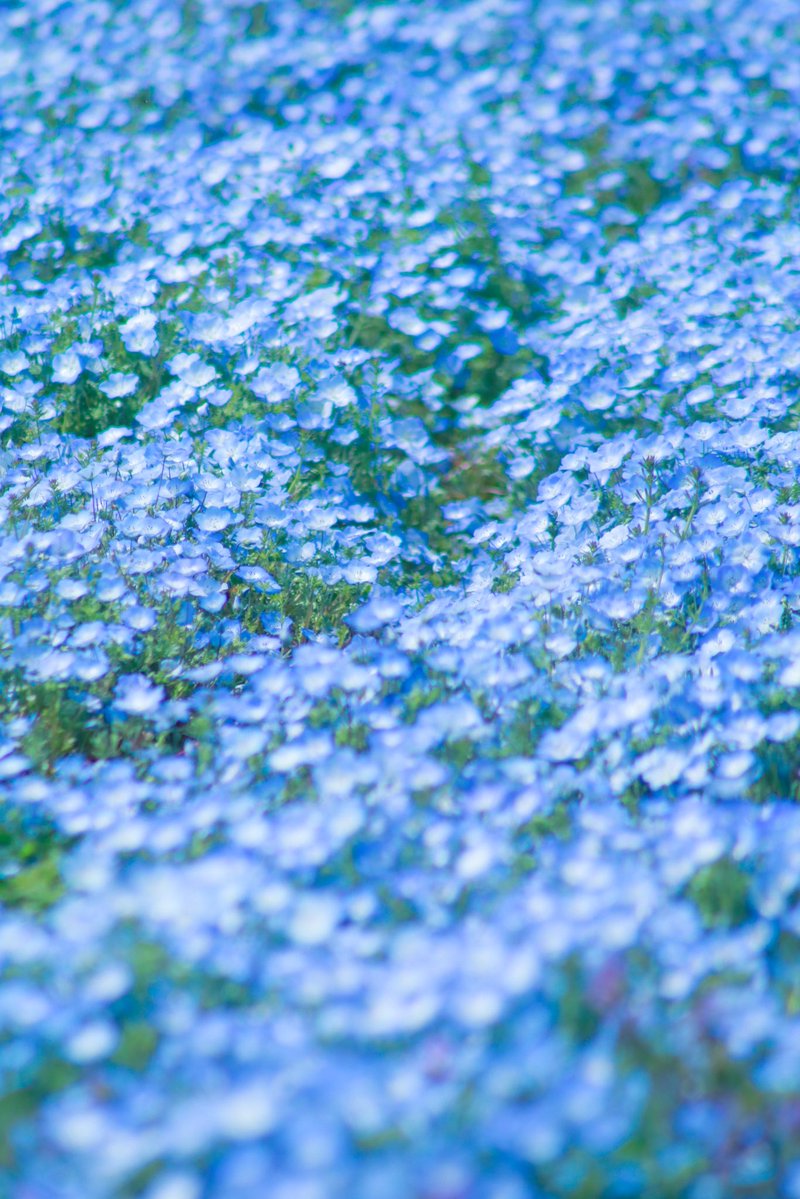 愛おしきネモフィラの青い世界