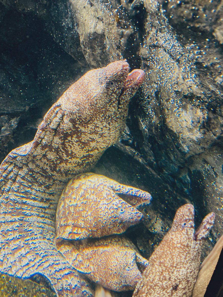 箱ぶみ tweet media