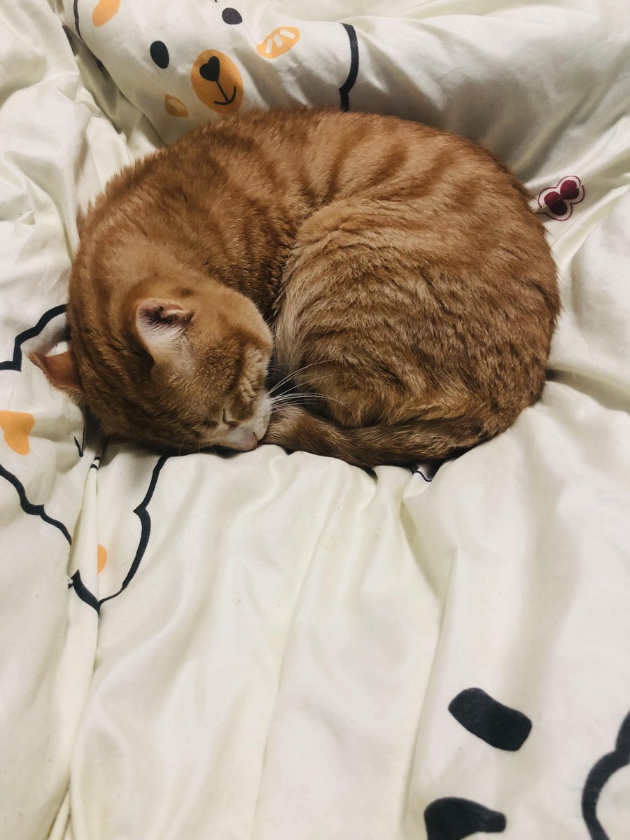 galva_w's tweet photo. "When the world feels loud, my fur baby’s quiet purr is all I need  Grateful for the tiny, warm moments that wrap around my heart like a hug." https://t.co/U74AORjtzy