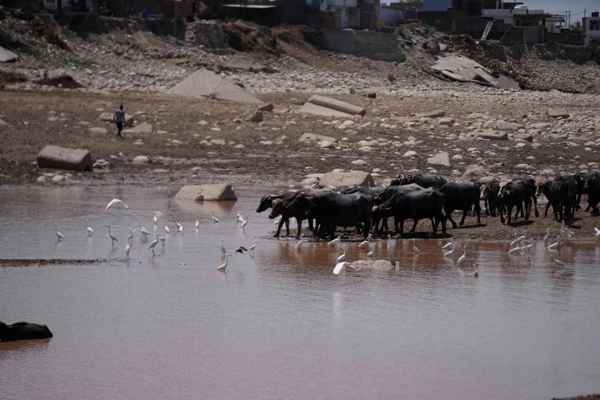 timesofindia's tweet image. #InPics | Boys herd buffaloes towards the River Tawi on a hot summer day in Jammu, capturing a glimpse of life during India’s scorching summer season. 

#IndiaSummer #Jammu #RiverTawi