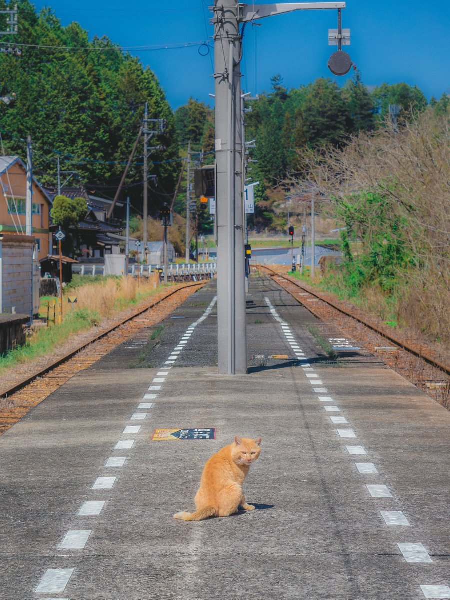 Ryoppi05670209's tweet photo. 無人駅に小さなお見送り係がいた. https://t.co/G4UU9FILkS