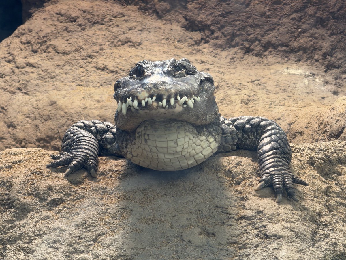 ペンギンに埋もれたい tweet media