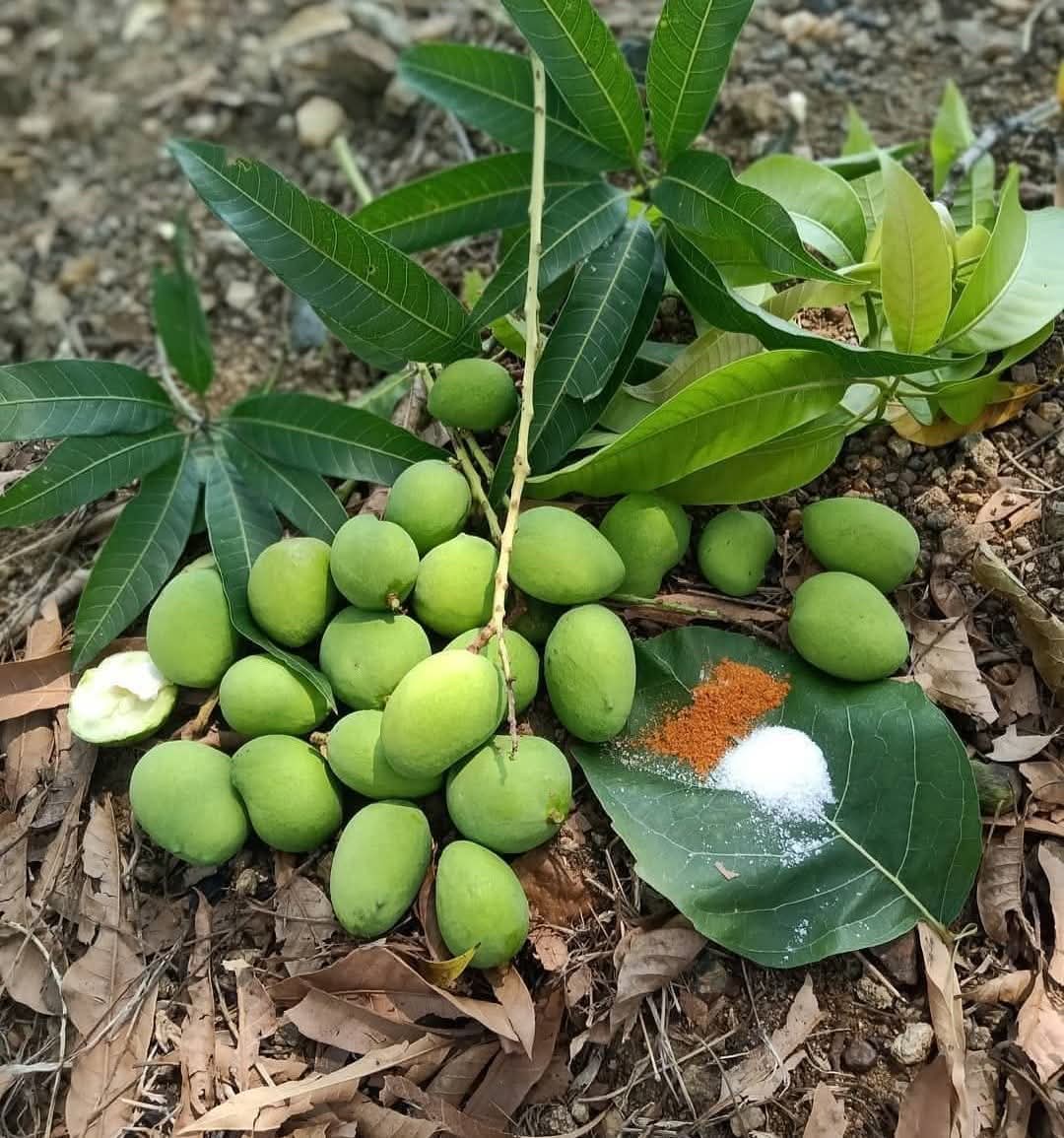 Mango Maaze ka season.