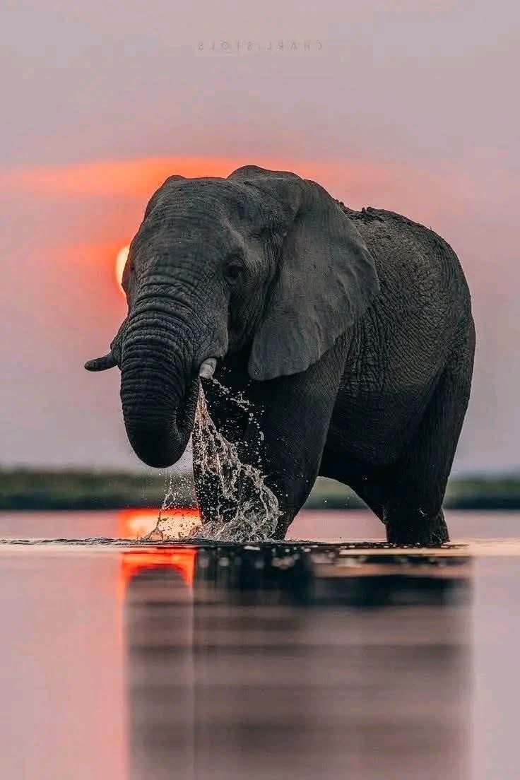 Tony Johnstone tweet media