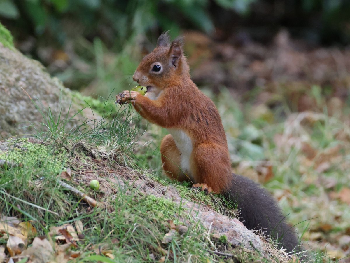 Trebor 1456 tweet media