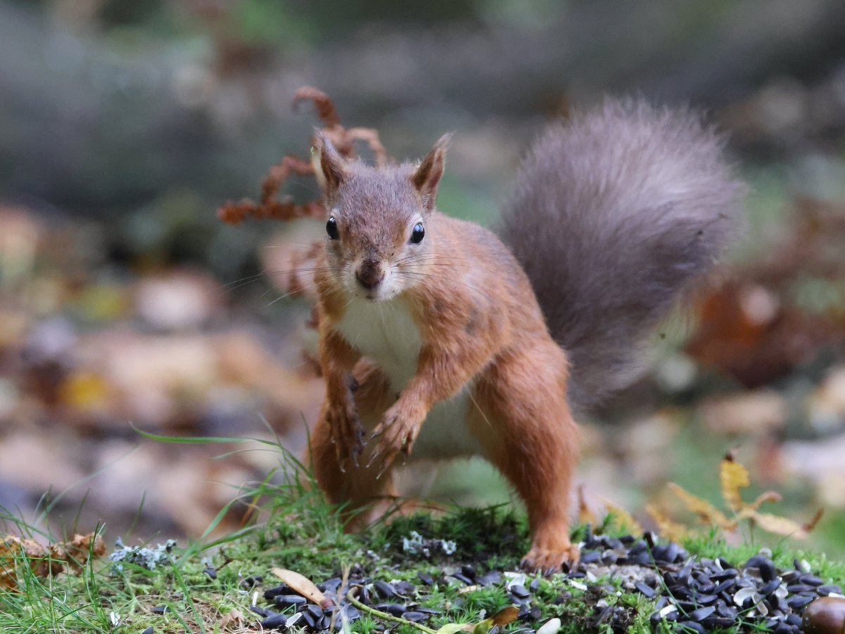 Trebor 1456 tweet media