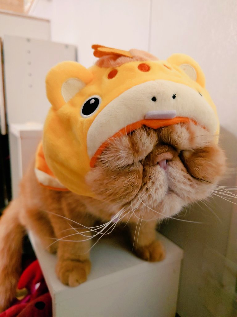 猫にゃん tweet media