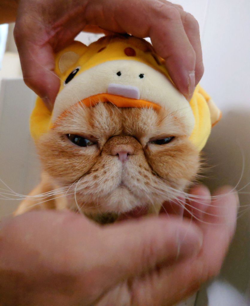 猫にゃん tweet media