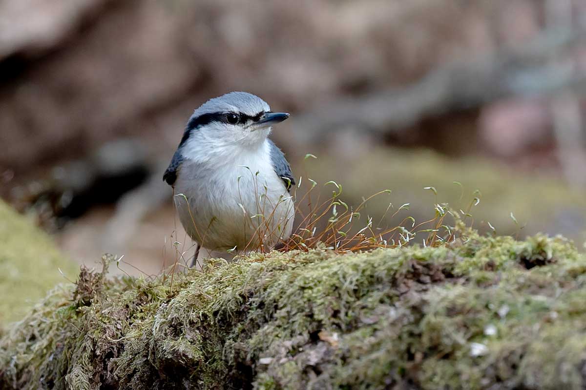 連写命！ tweet media