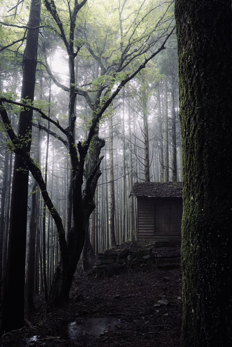 しどろ tweet media