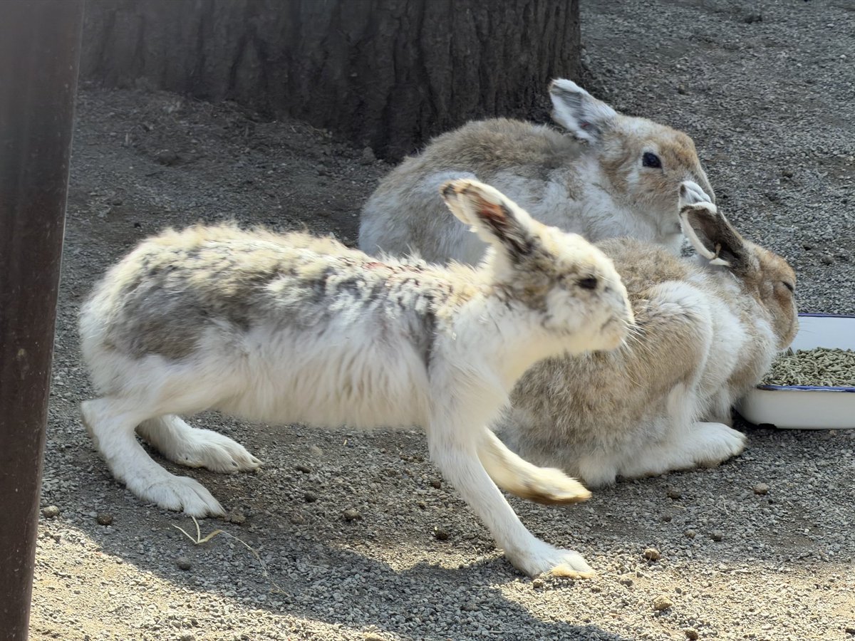 ペンギンに埋もれたい tweet media