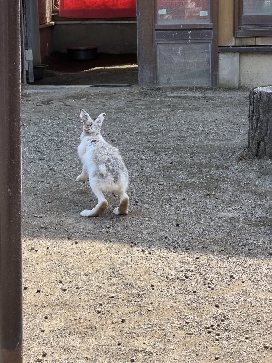 ペンギンに埋もれたい tweet media