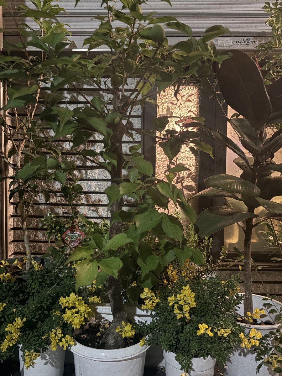 DouxBleu tweet media