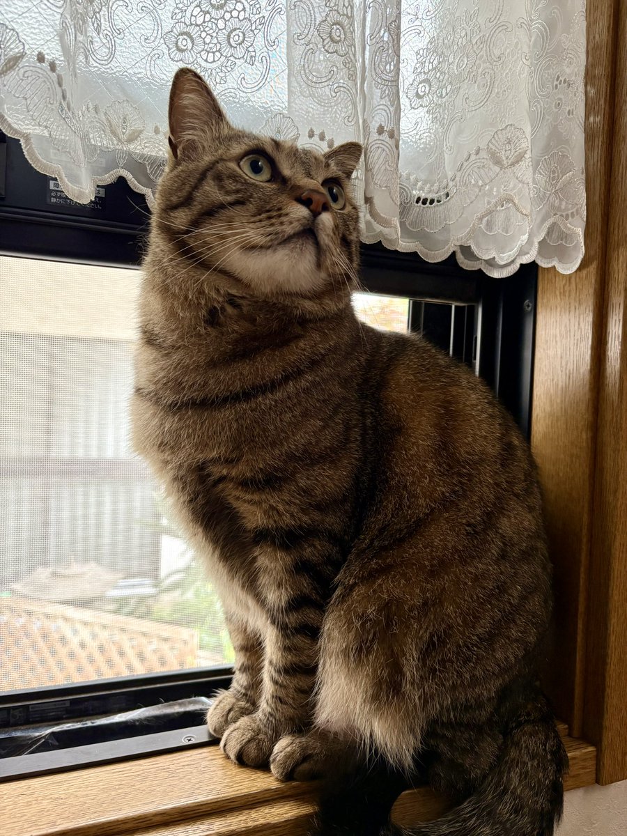 ゆずルイメイママ tweet media